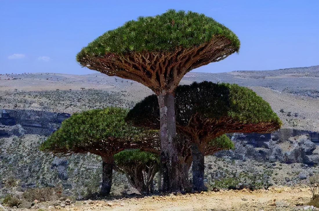 世界上最高的树排行前十名(世界上排名前8的“长寿树”，有的已活几千年，认识3种算你“牛”)