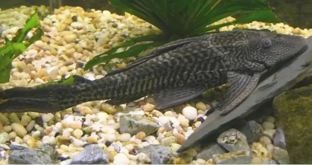 吃魚屎的魚,吃魚屎的魚哪種最好