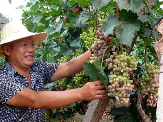 葡萄花芽分化时间跨度长 管理的好坏关键就在这花芽上 天天看点