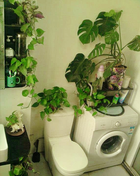 厕所里面摆放什么植物能够增加财运_达一风水网