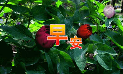 清晨早上好微信表情图片，早上好短信表情包配图，愿今天的你快乐图片