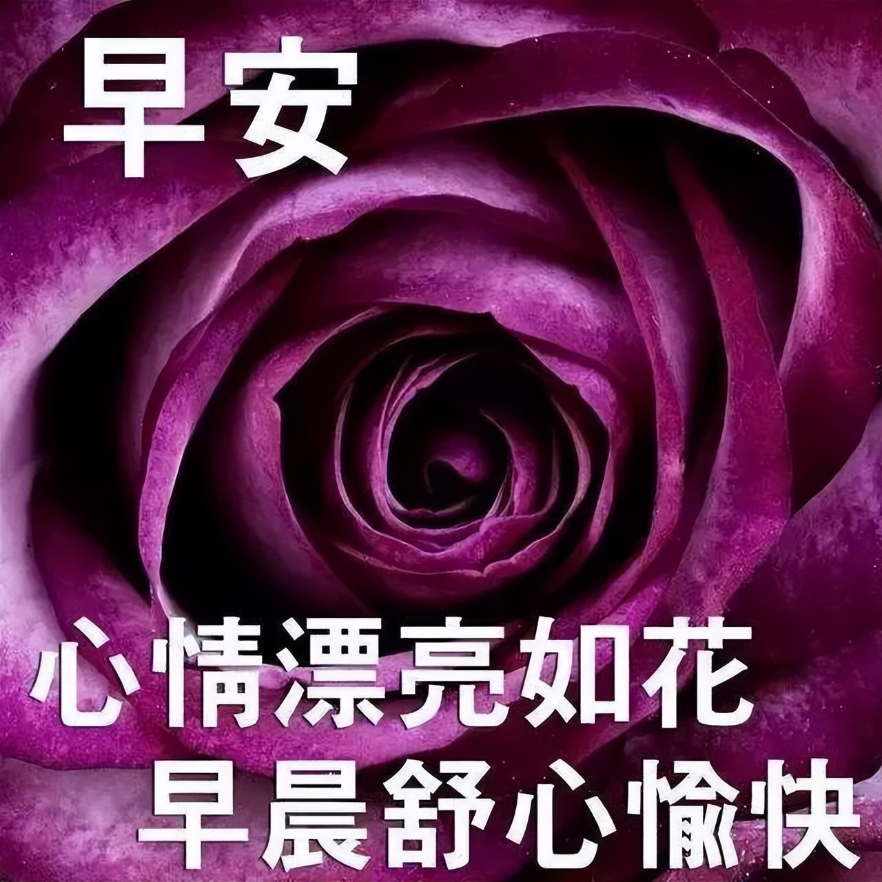 微信早上好祝福动态表情图片，今日早安心语问候短信大全图片
