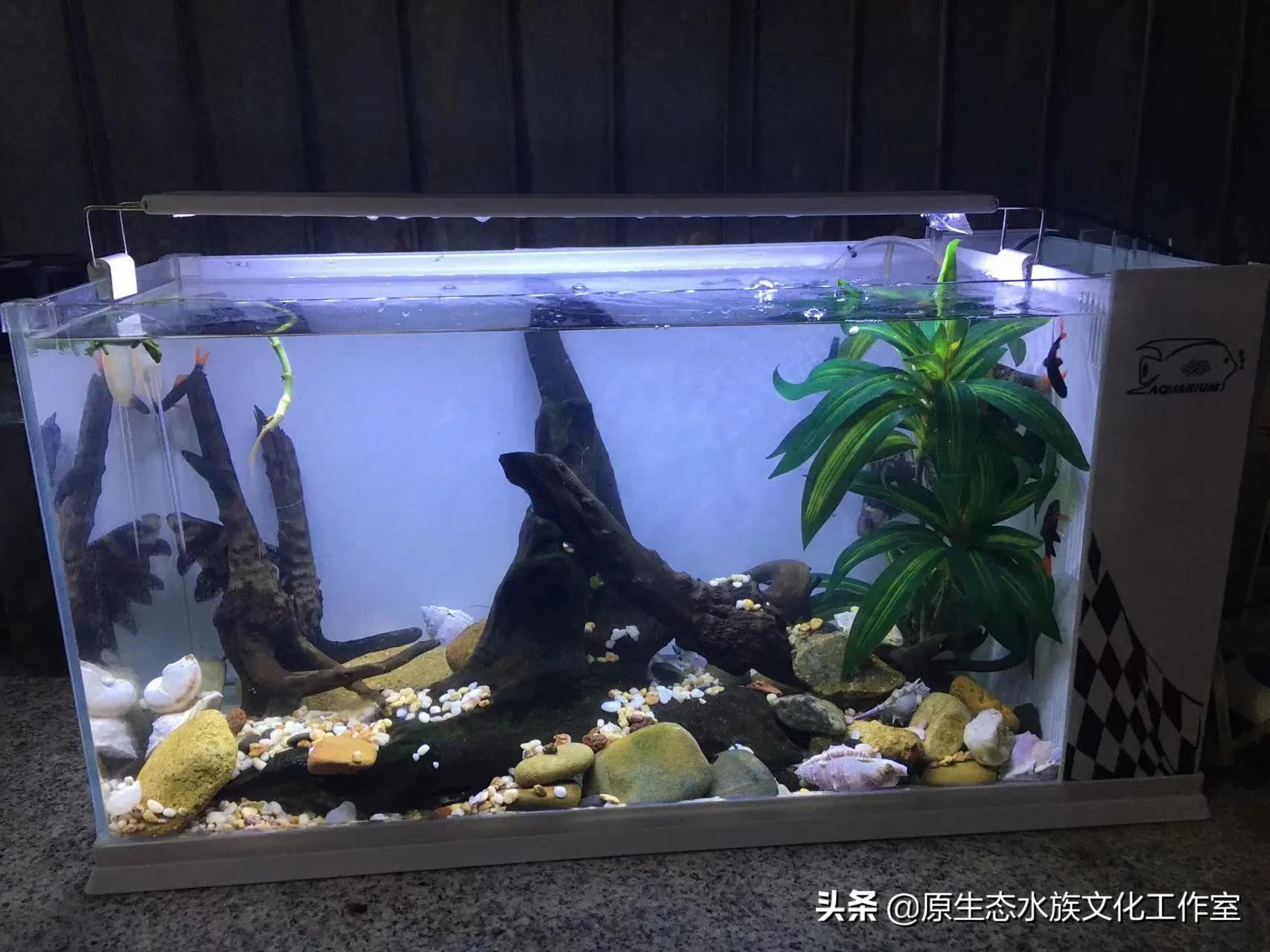 养观赏鱼海水鱼原生鱼得小总结，养鱼等于养兴趣，万变不离其宗