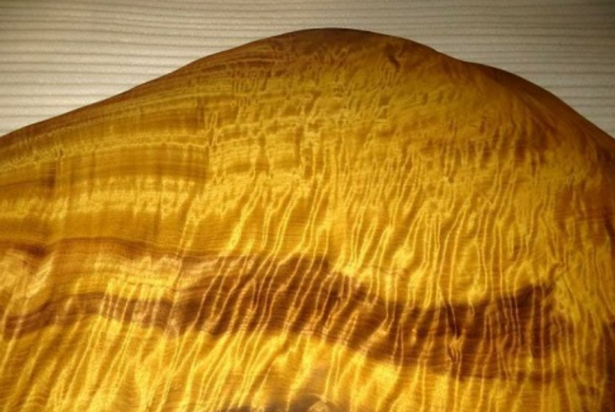 金丝楠木价值千金,却无人专门去进行种植的原因何在?