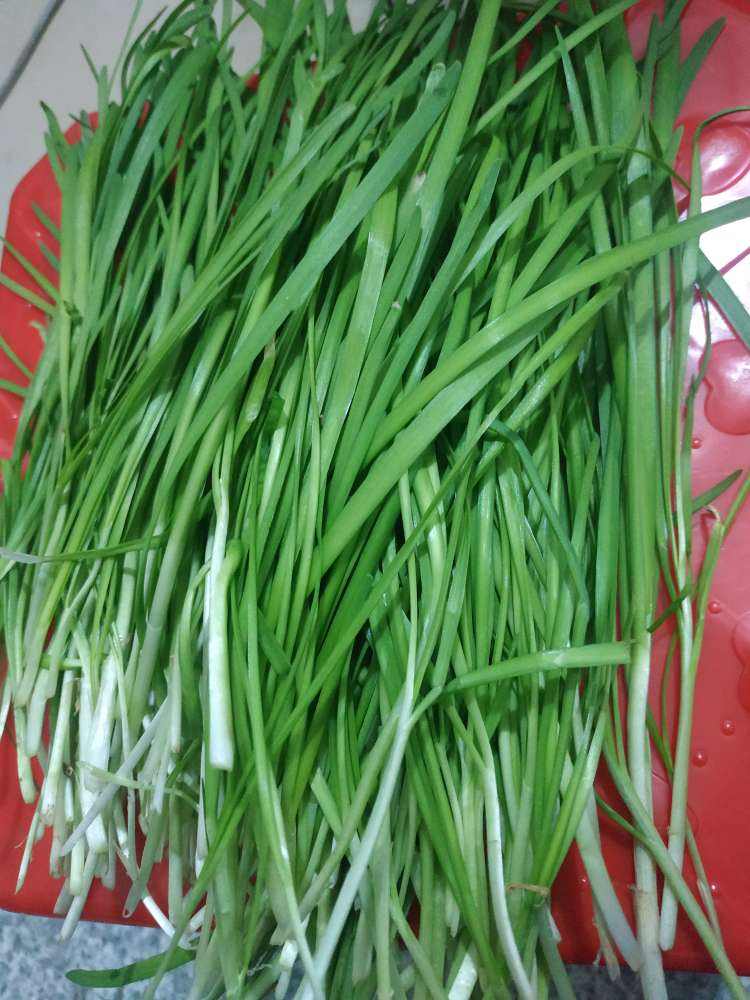 韭菜图片大全(韭菜图片大全高清)-我的快乐小窝