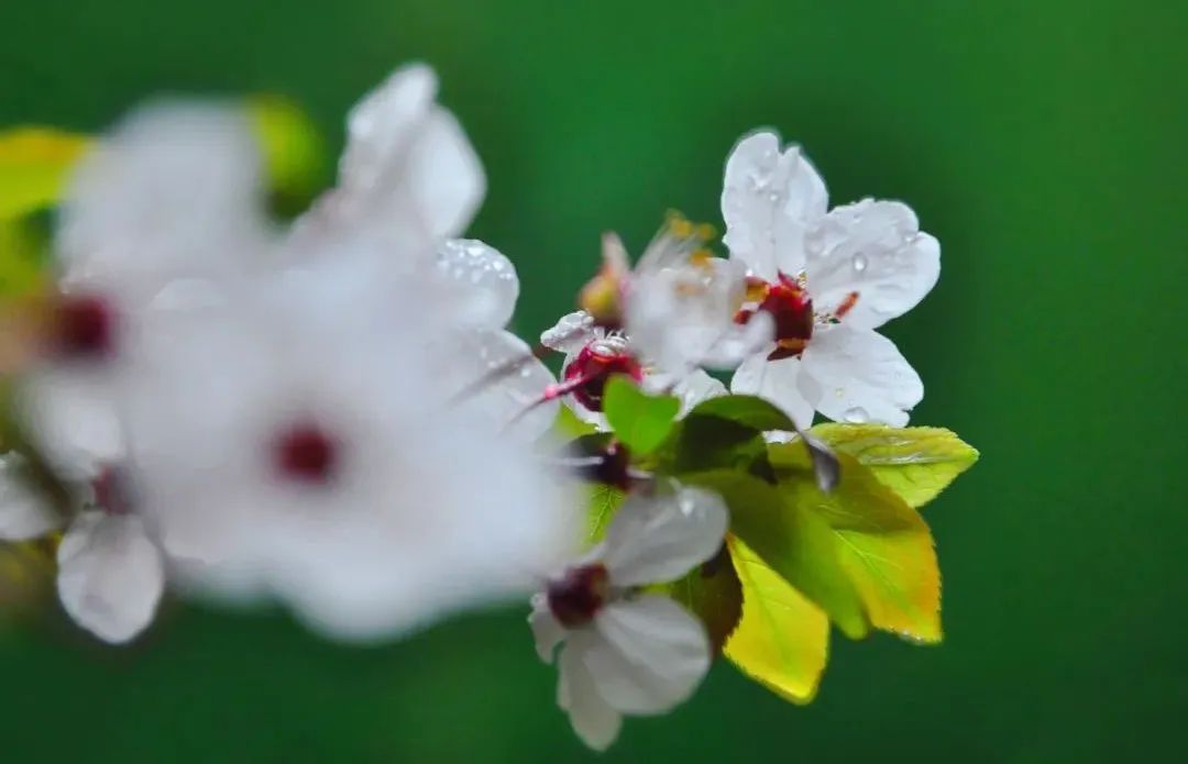 征集 | 就现在，发给我一张鹏飞春日图