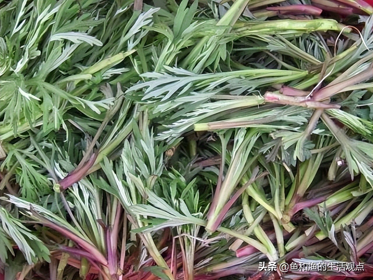 生草药名图片大全(踏春必备) - 赤虎壹号