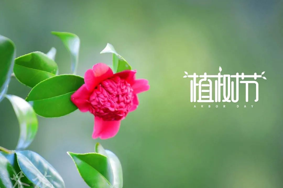 「诗词鉴赏」312植树节，品读古人种花的那些诗词