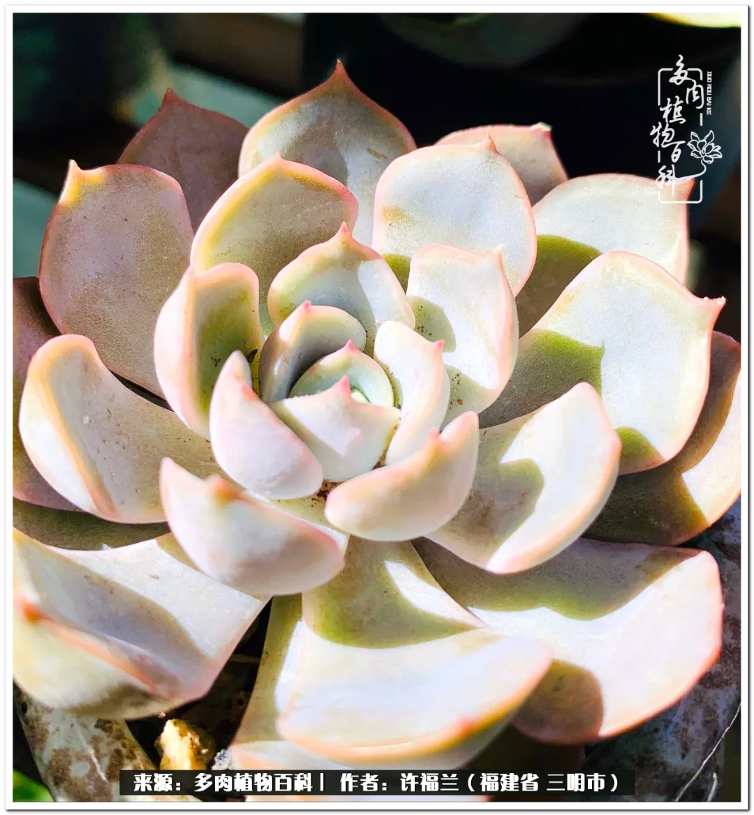 养多肉两年,美丽与赏心悦目并存