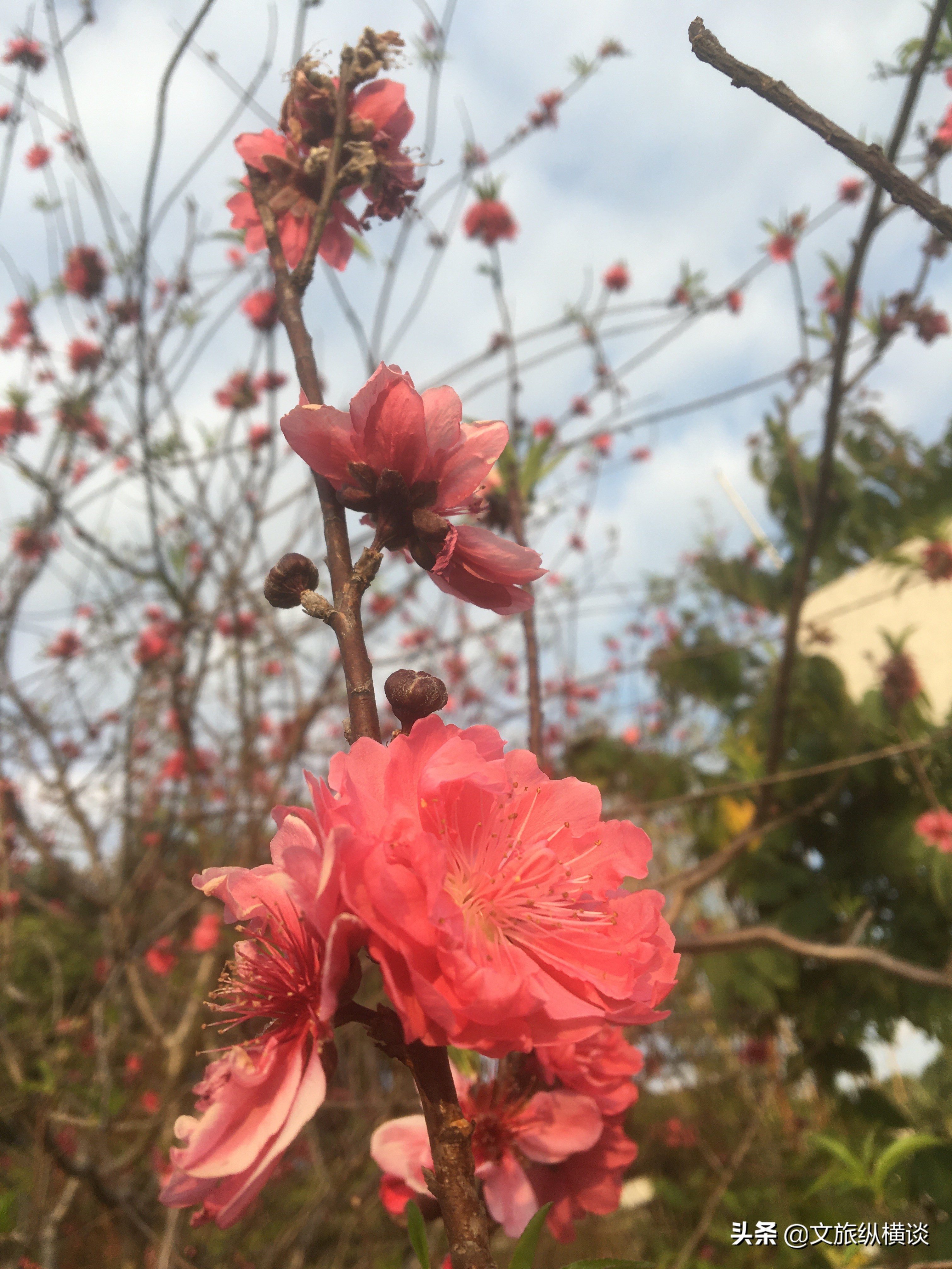 春天里，广州花开叶落，半城花海半城秋