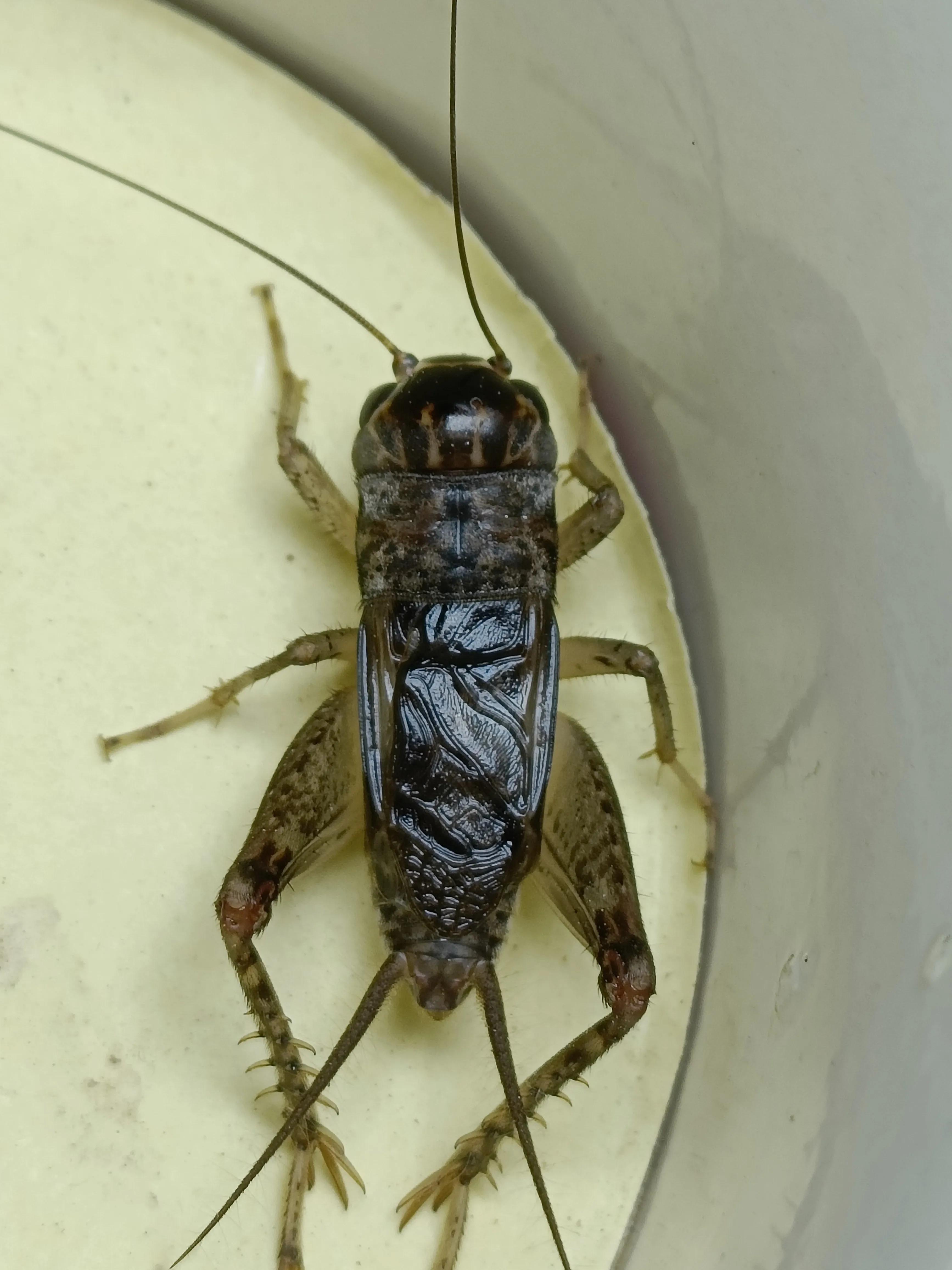 抓蟋蟀时间,每年7月我们开始