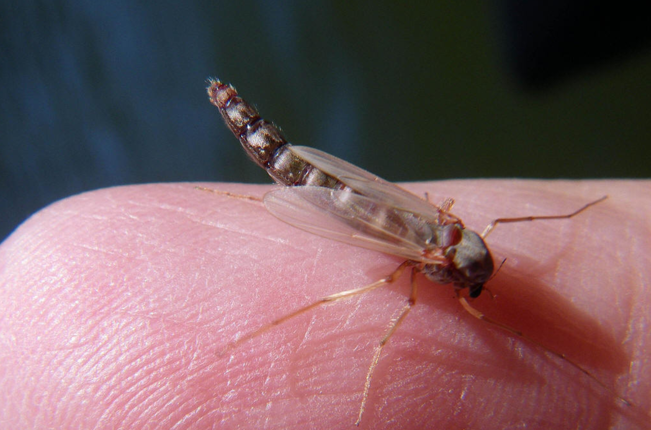 武汉一小区出现大规模的黑飞虫!有人工养殖,还能卖钱