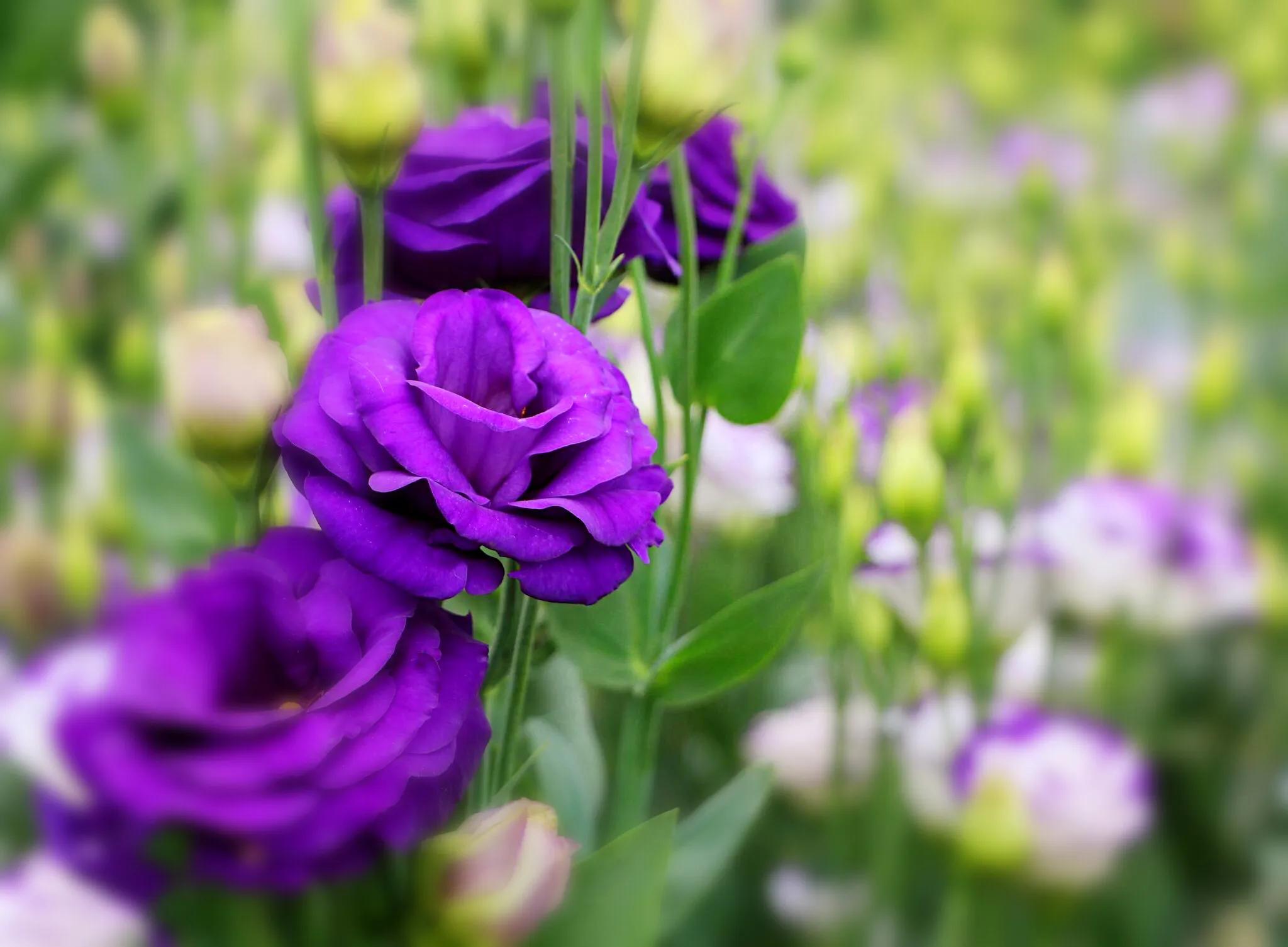 五彩斑斓洋桔梗花