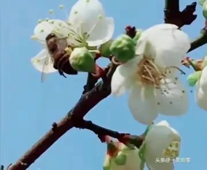 8首咏蜜蜂诗，作者现代：一笑倾零