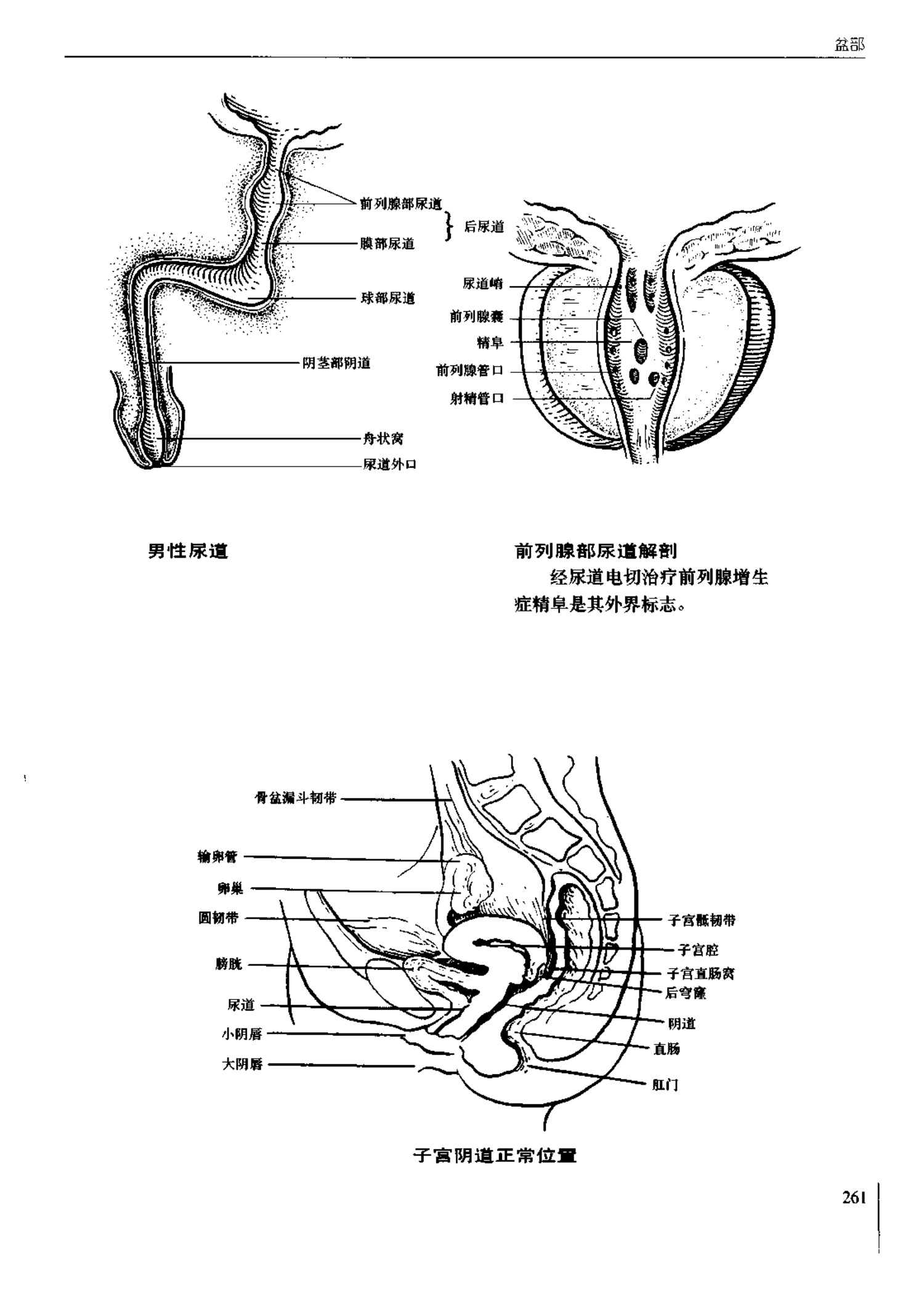 人体内脏位置图(图示集‖外科解剖学图谱(8-5)盆部)