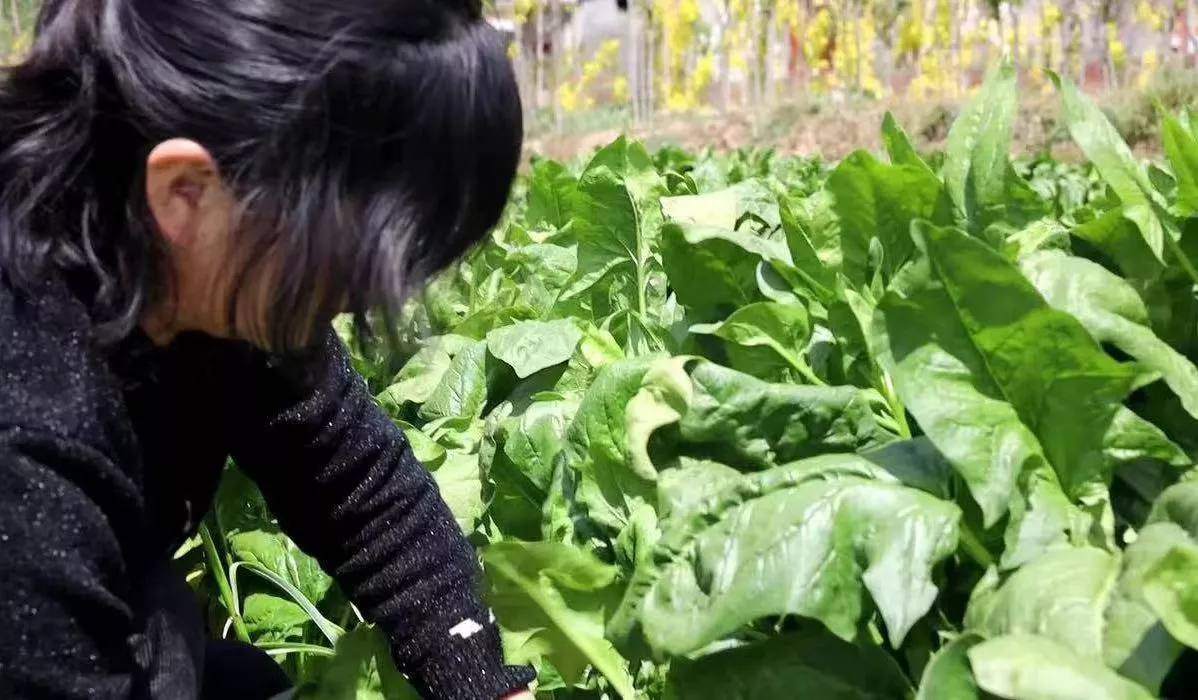 猪肉价格连续下跌预示什么(日前，传来一个好消息)