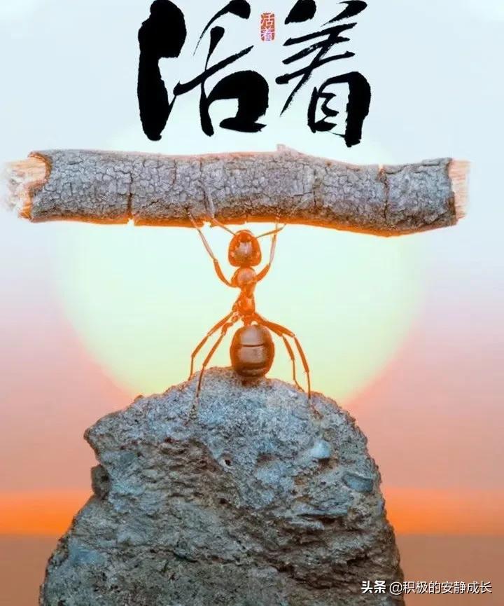 家门口的蚂蚁,让我学到了什么——勤奋努力,永不言弃,和谐有爱