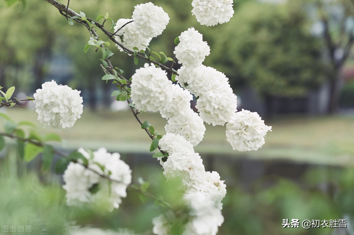 赞美绣球花的诗句（晚春绣球花诗词六首告诉你）