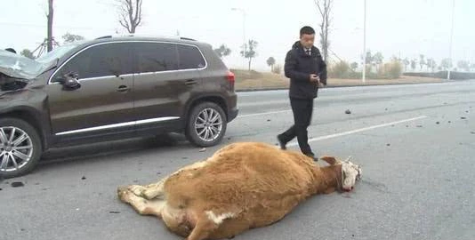 司机撞死一头牛，按市场价赔了农户一万五，死牛归司机合理吗？