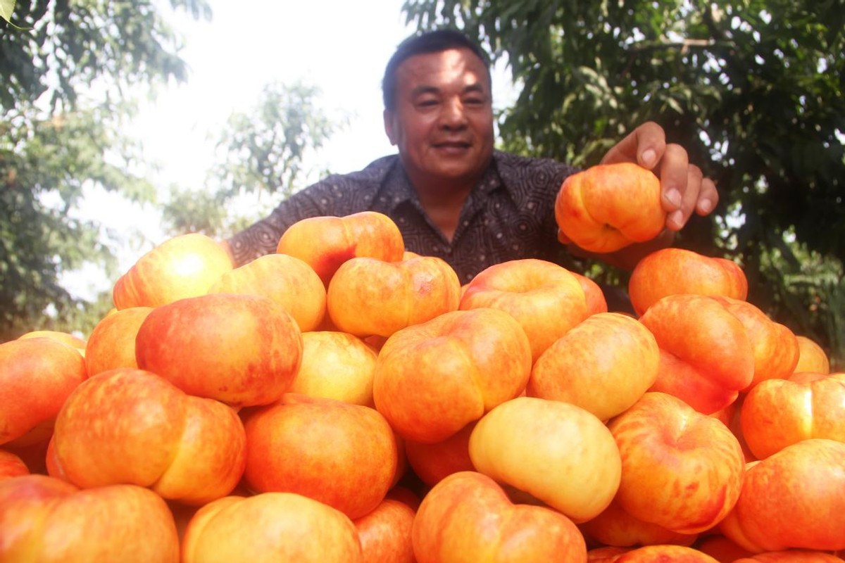 唐山市丰润区泉河头镇：桃子熟 采摘忙