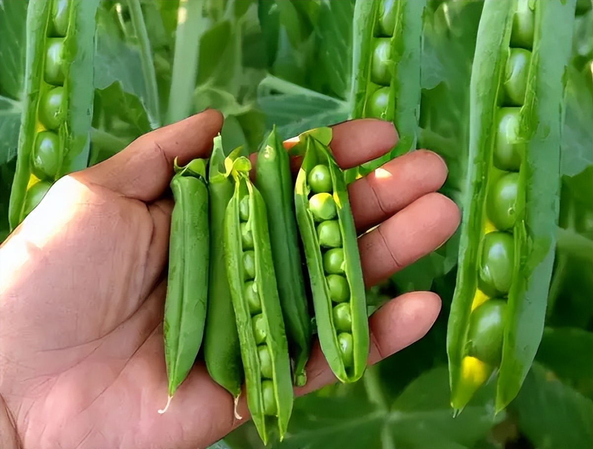 新鲜豌豆粒怎么做好吃（教你上桌马上见底的三种豌豆做法）