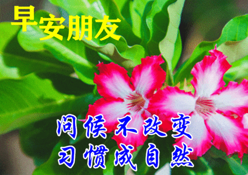春天最新早上好图片带字大全 鲜花早上好问候语和关心话图片