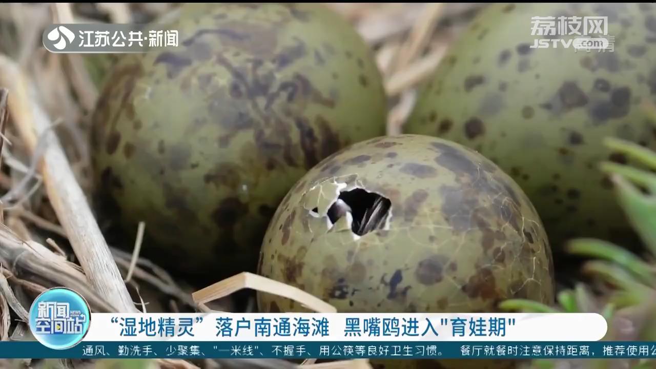 &ldquo;湿地精灵&rdquo;落户南通海滩 黑嘴鸥进入&ldquo;育娃期&rdquo;