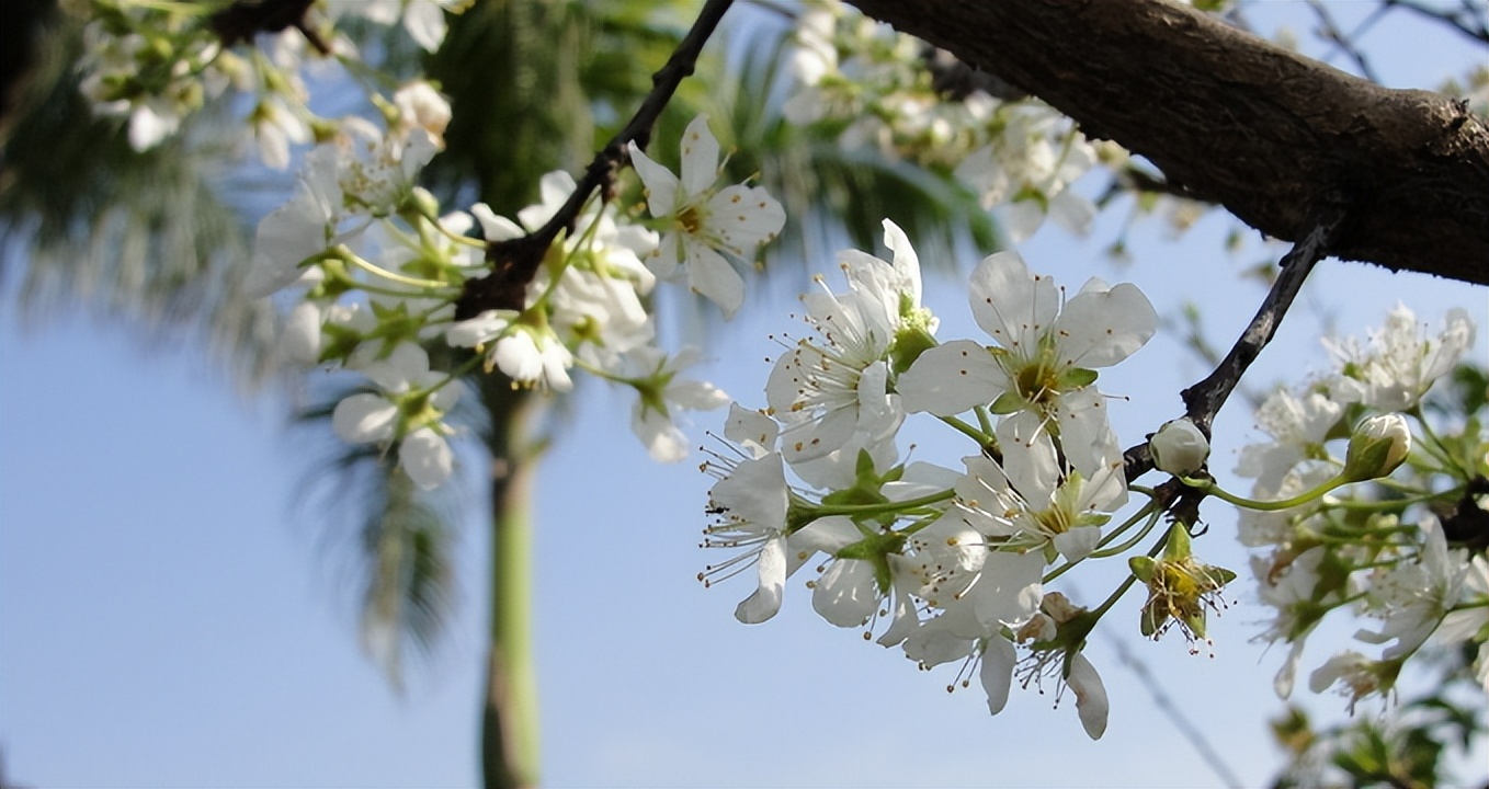 诗词鉴赏-欲与梨花共白，十首白桃花的诗词，酝酿一个浪漫春色