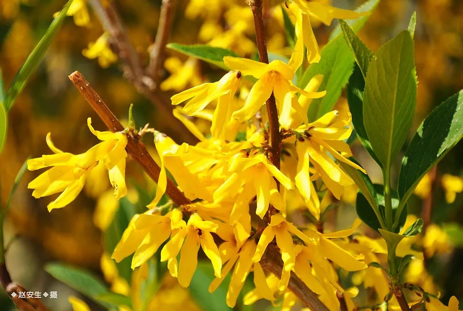 疫情挡不住春天的脚步，小编带你去看古城秦州的春暖花开