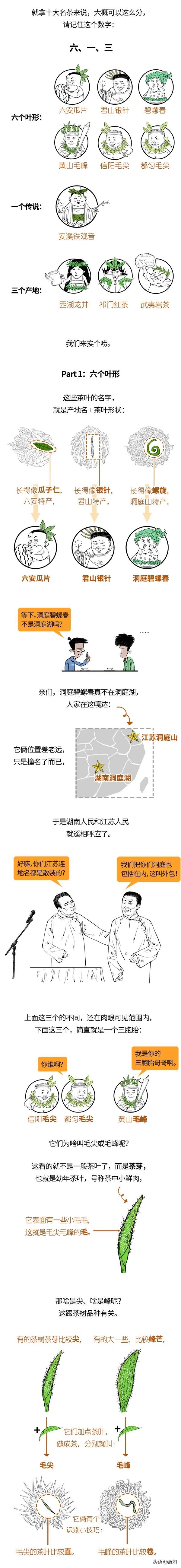 一口氣搞懂中國十大名茶：五花八門的茶名，都是咋取的？