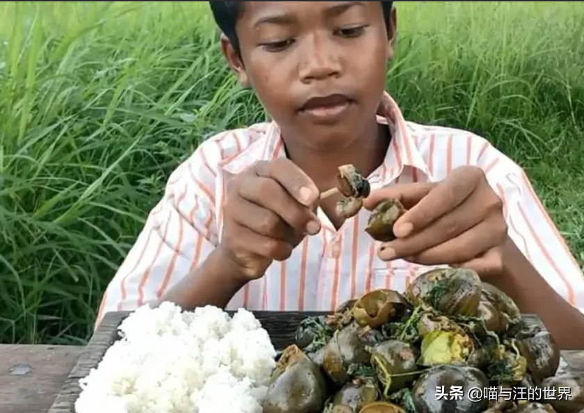 还敢吃吗？福寿螺有多恐怖？体重可达1.2斤，带多种致命寄生虫