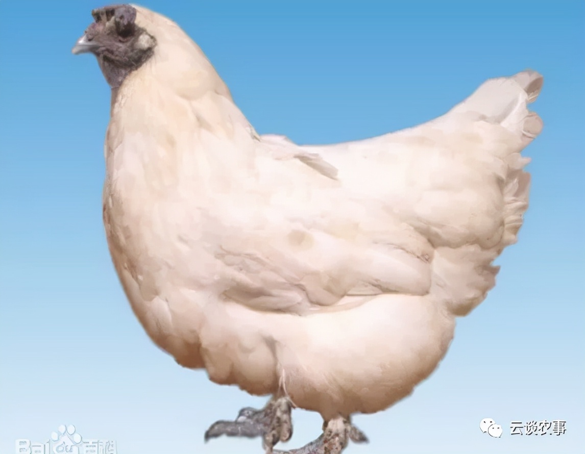 (云龙矮脚鸡)(5)独龙鸡.