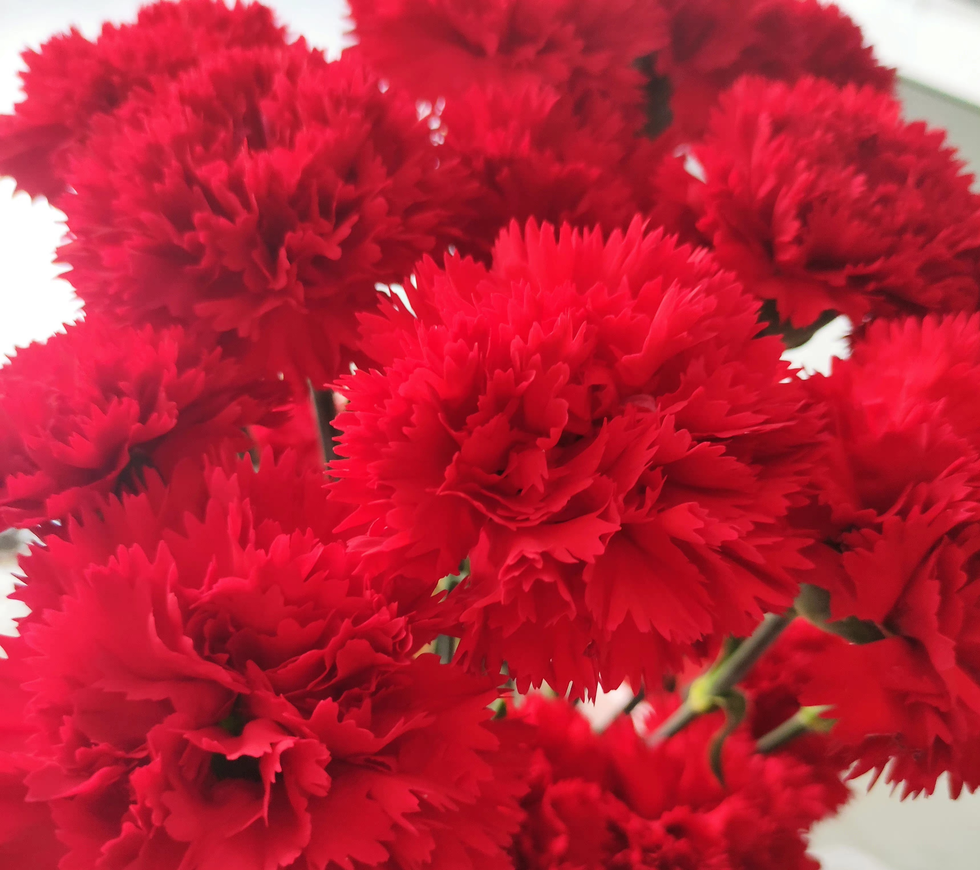 红色的康乃馨的花语（母亲节康乃馨选购指南）