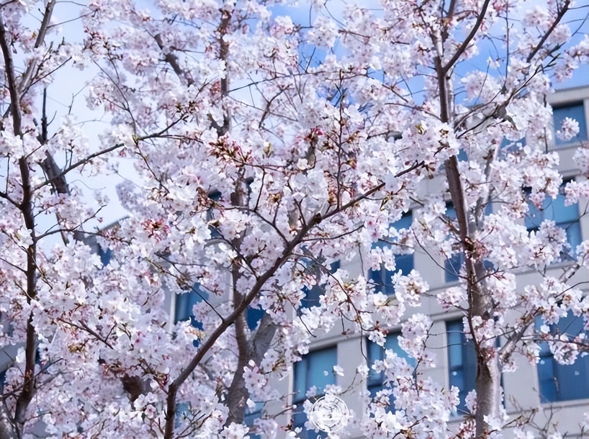 推开“三扇窗”，揭开上海大学的绝佳美景！每一帧都是画，美出新高度！