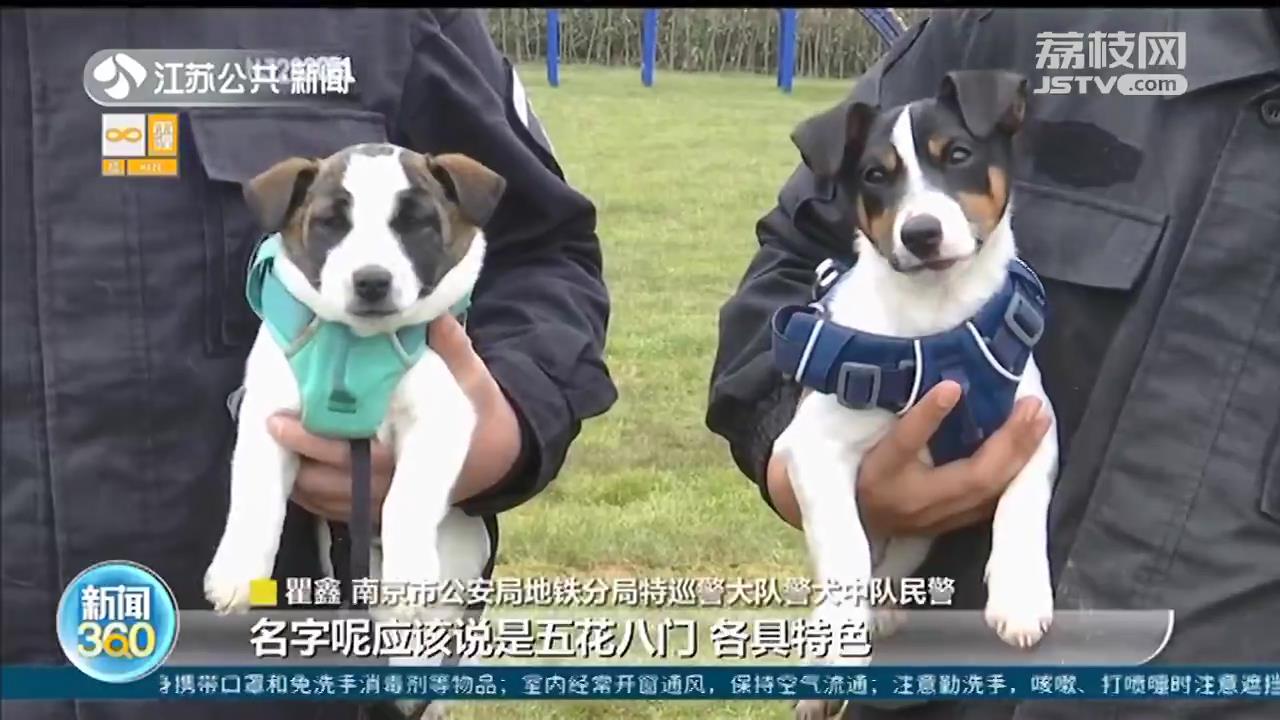 南京超小号警犬征名 首轮10组名字入选