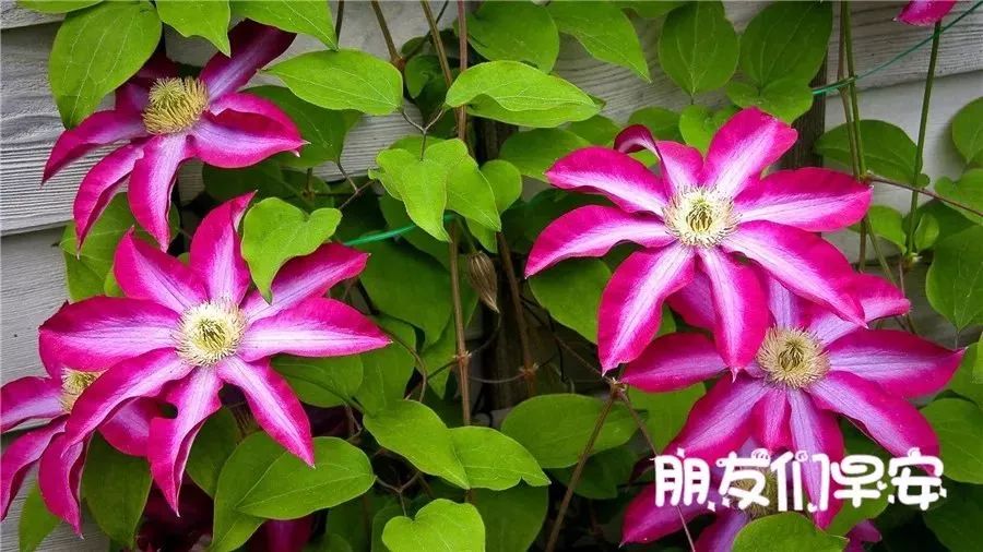 星期五微信唯美早上好图片带字集锦 健康平安每一天就是人生的福气图片