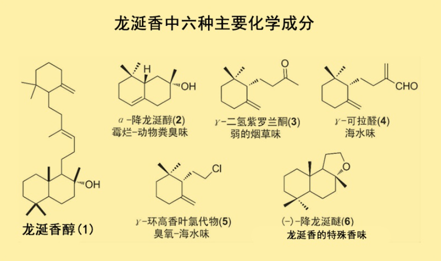 为何鲸鱼拉出来的龙涎香比黄金贵、香味浓郁，人工取出来却很臭？