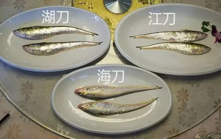 迎接COP15，保护生物多样性丨长江里有什么之“长江第一鲜”刀鱼