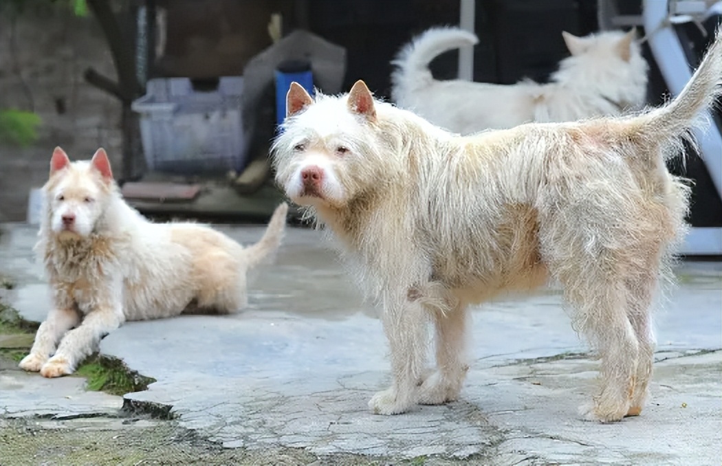 养过下司犬的人都说好,因为这种狗狗不仅有灵性,而且还特别的优秀,在