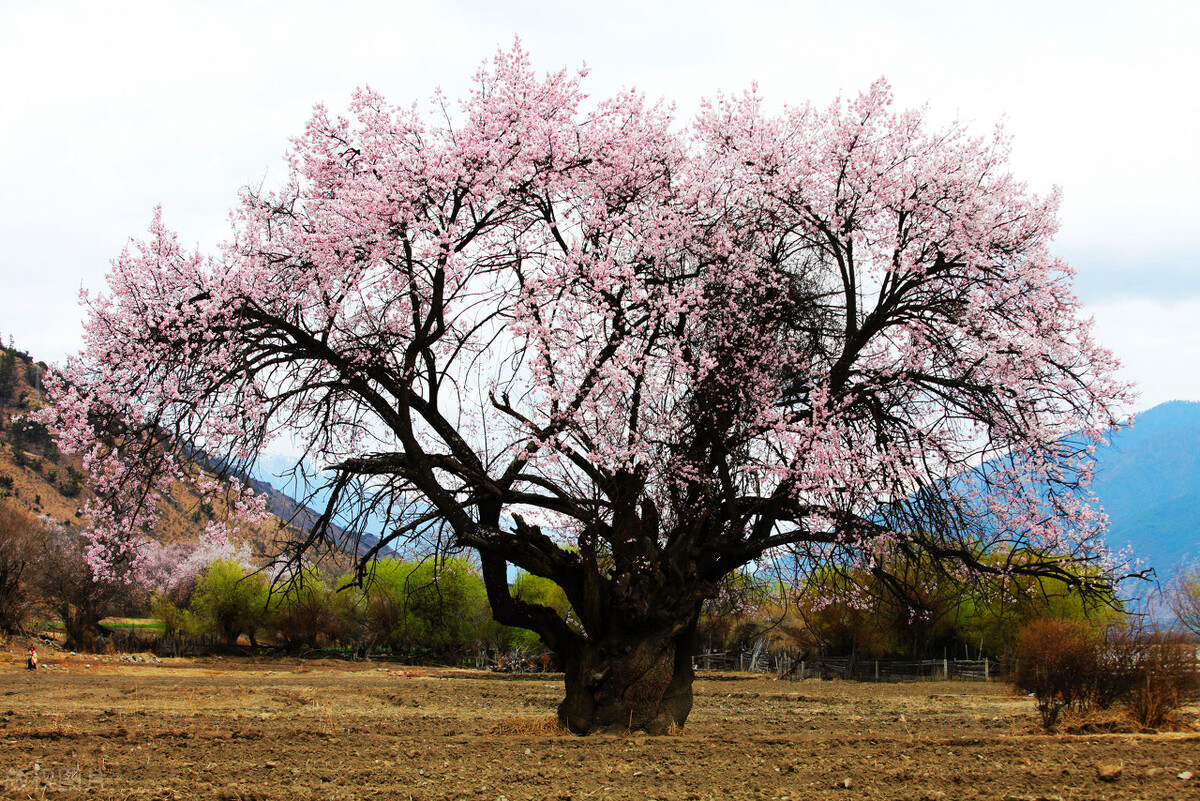 过年要贴春联有哪些美好的寓意