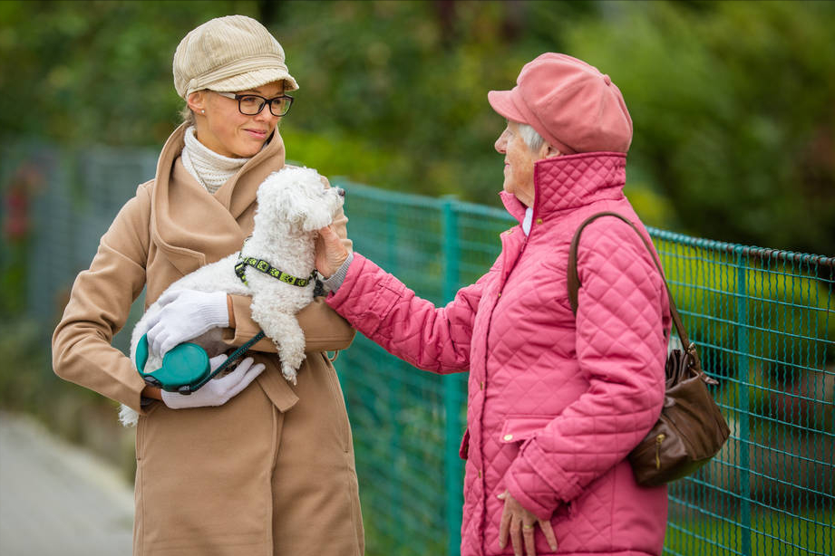 比熊犬图片及价格（最新的比熊犬市场行情价格）