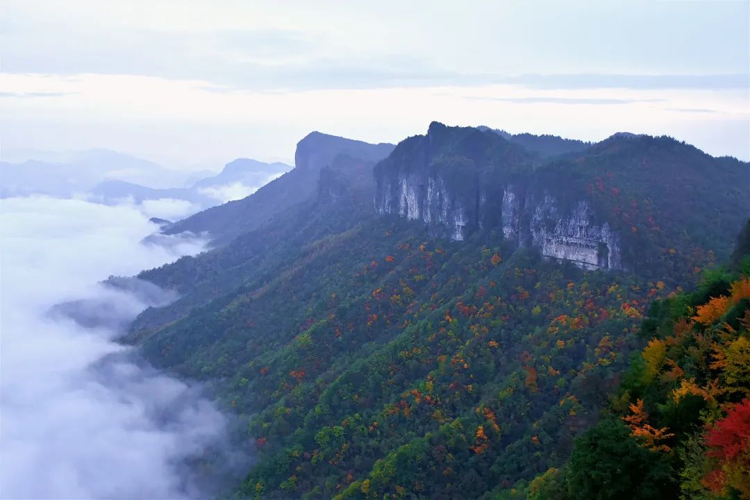 岁寒，犹见青枝含艳果