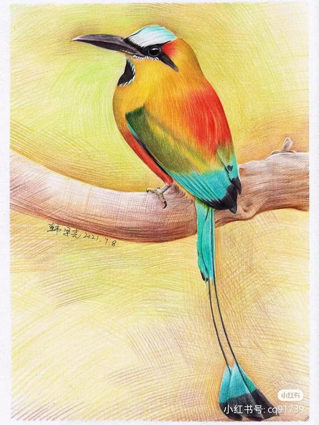 彩铅绘画素材—身披彩翼，心有灵犀一点通，五彩斑斓的鸟儿彩铅画