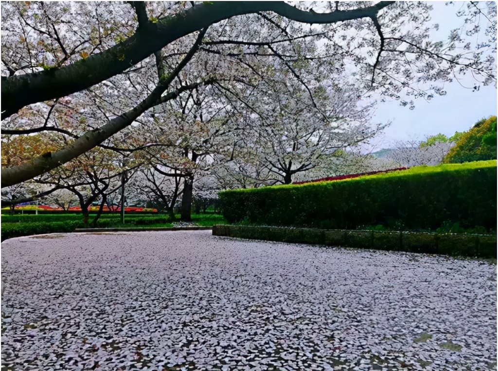 万里云 | 芳心寸寸情依旧，霞彩年年绘早春（樱韵读春格律十二首）