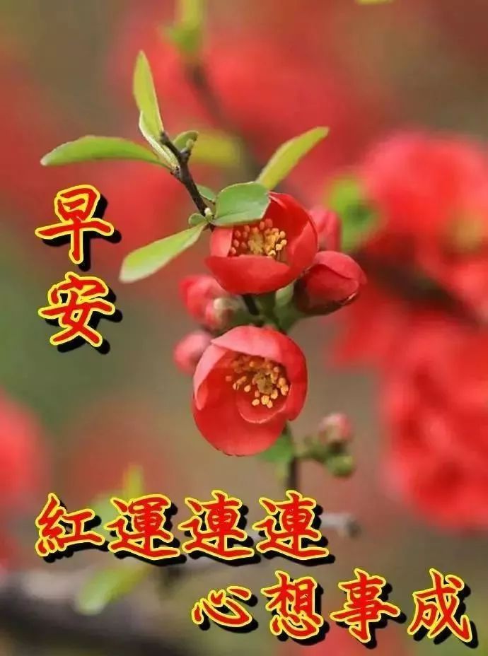 新的一天微信早上好的问候语图片 问声早安、心中舒坦图片