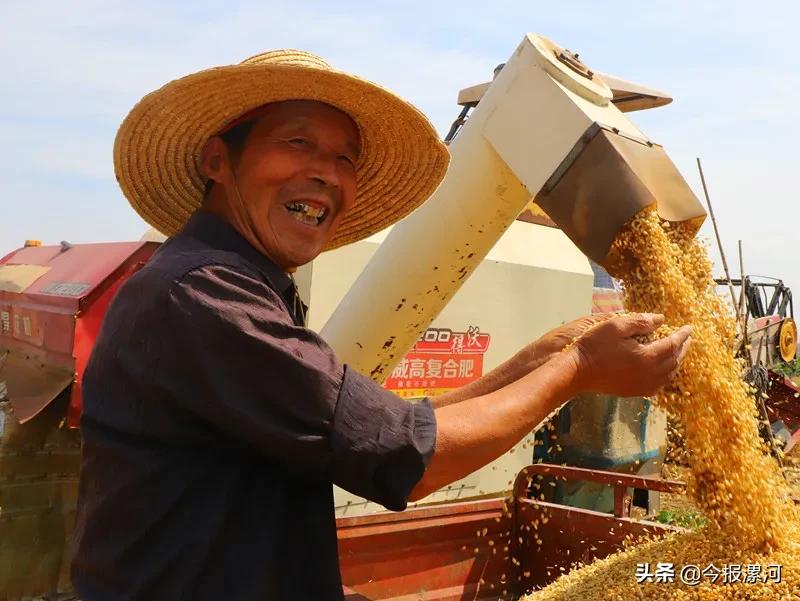 臨潁縣2000臺收割機戰(zhàn)“三夏”確保72萬畝小麥顆粒歸倉