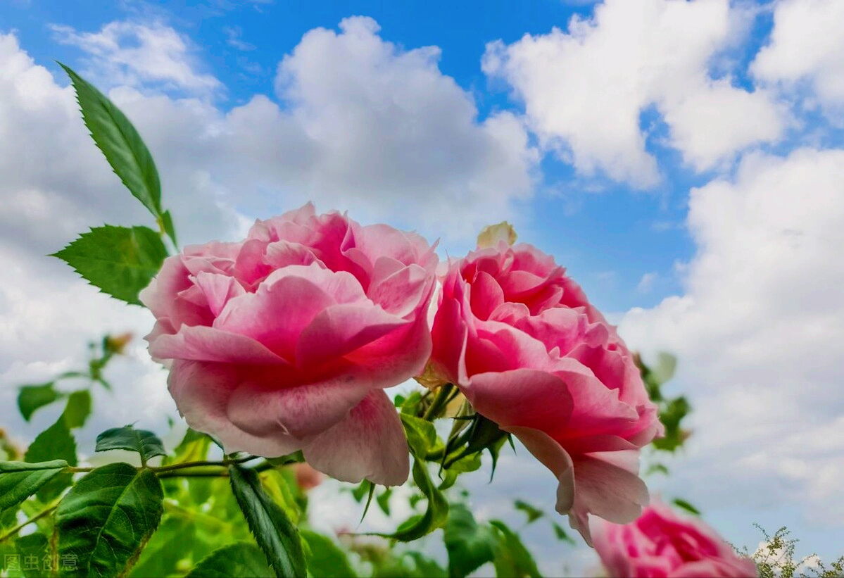 一花一喜庆，大年初九幸福到，99朵玫瑰送祝福，好运久久跟你走