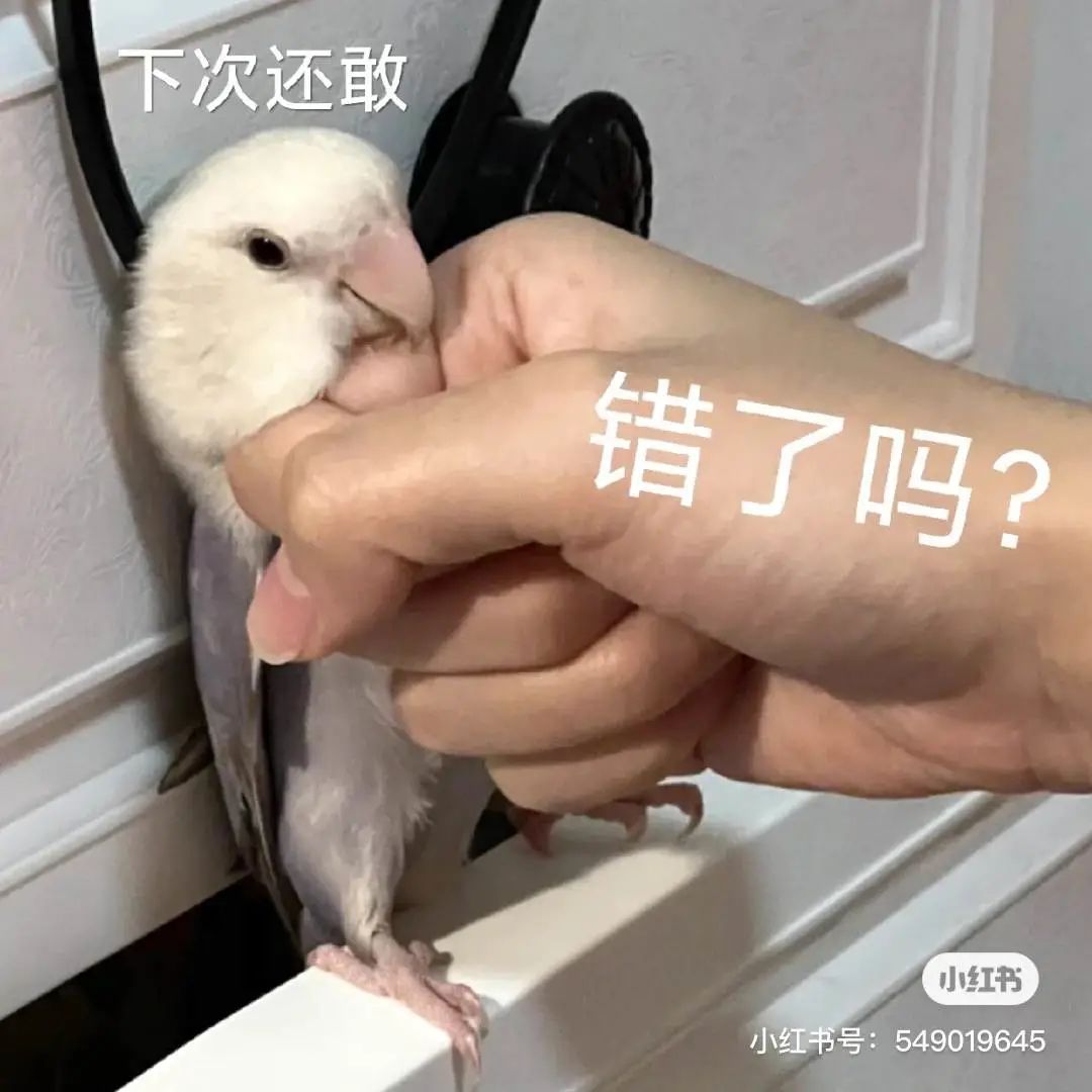 每天都在用的表情包，竟然是一个百大UP主？