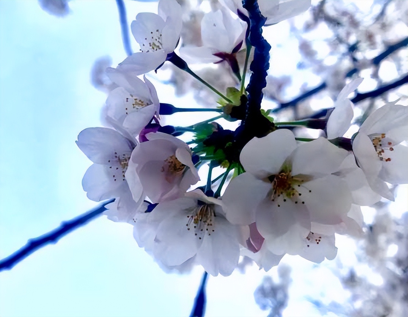 桃花的形状（樱花桃花傻傻分不清记住4要点轻轻松松分辨）