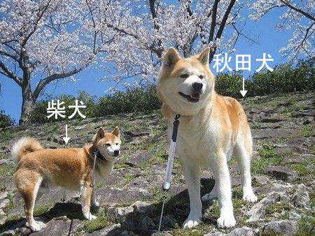 日本狗秋田犬和柴犬（秋田犬和柴犬的区别）